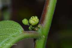 Casearia elliptica